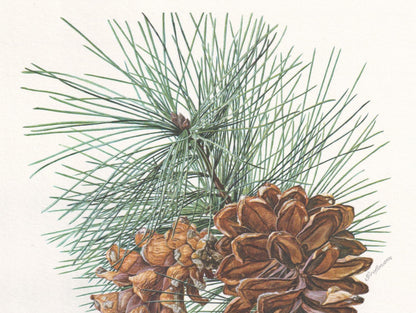 1960 EASTERN WHITE PINE Print - Botanical Print - Tree Illustration - Tree Wall Art - Vintage Tree Print - 7.5 x 10.6 Inches