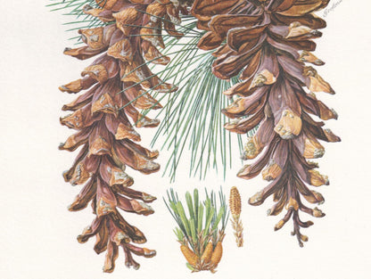 1960 EASTERN WHITE PINE Print - Botanical Print - Tree Illustration - Tree Wall Art - Vintage Tree Print - 7.5 x 10.6 Inches