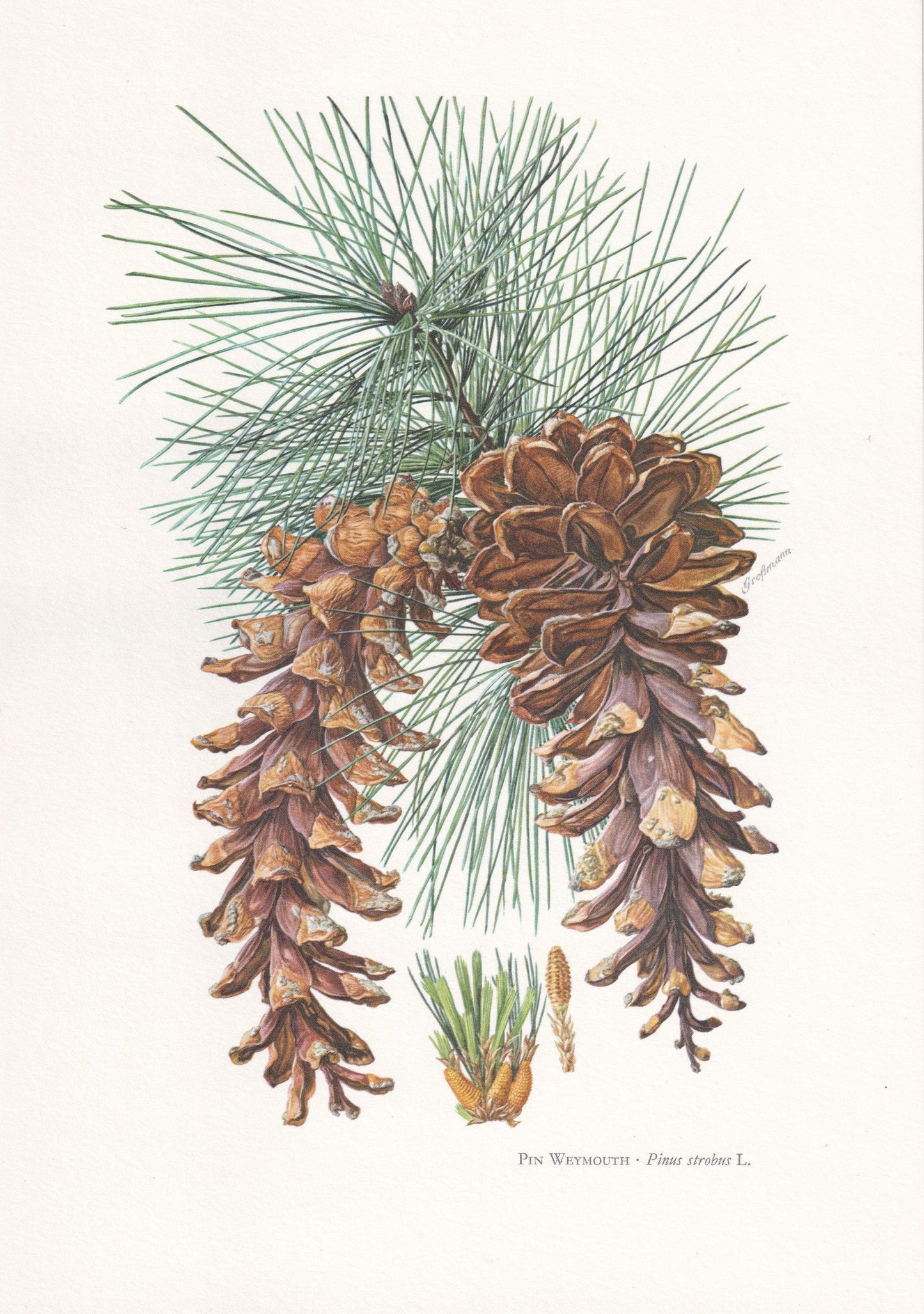 1960 EASTERN WHITE PINE Print - Botanical Print - Tree Illustration - Tree Wall Art - Vintage Tree Print - 7.5 x 10.6 Inches