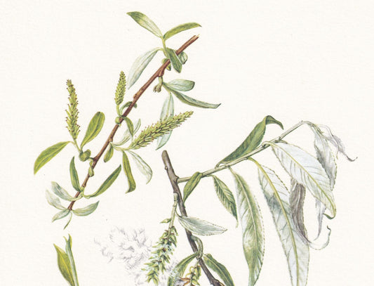 1960 WHITE WILLOW Print - Botanical Print - Tree Illustration - Tree Wall Art - Vintage Tree Print - 7.5 x 10.6 Inches