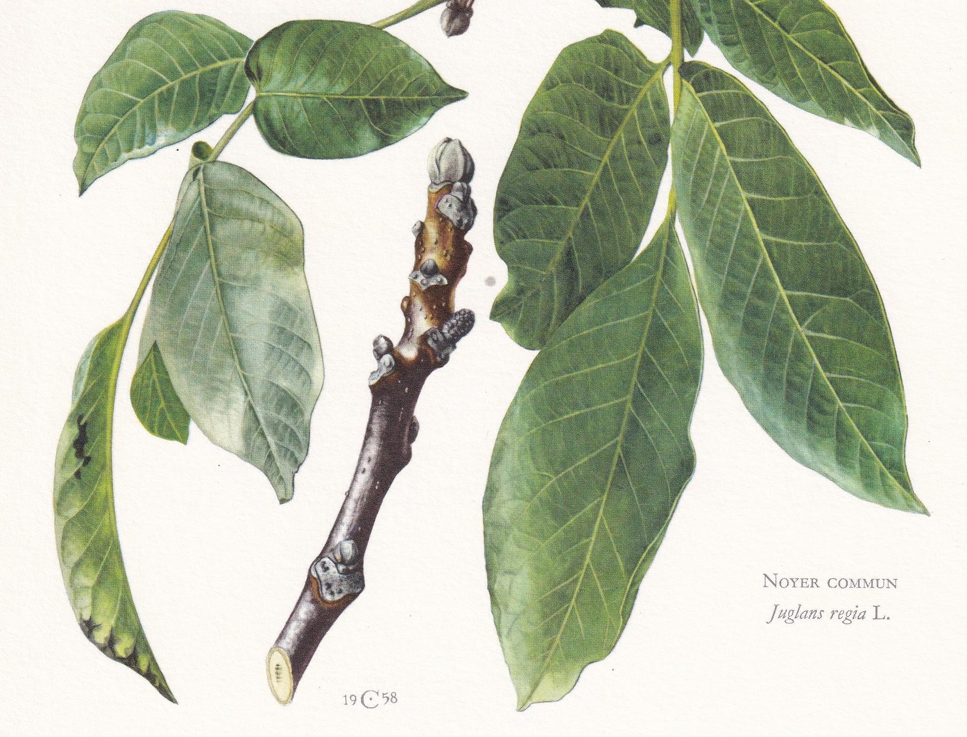 1960 ENGLISH WALNUT Print - Botanical Print - Tree Illustration - Tree Wall Art - Vintage Tree Print - 7.5 x 10.6 Inches