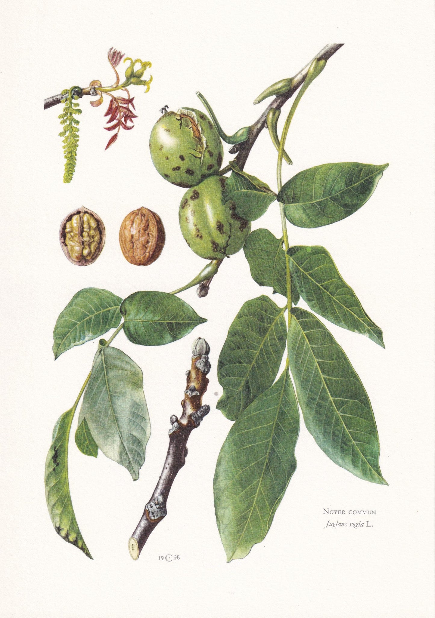 1960 ENGLISH WALNUT Print - Botanical Print - Tree Illustration - Tree Wall Art - Vintage Tree Print - 7.5 x 10.6 Inches