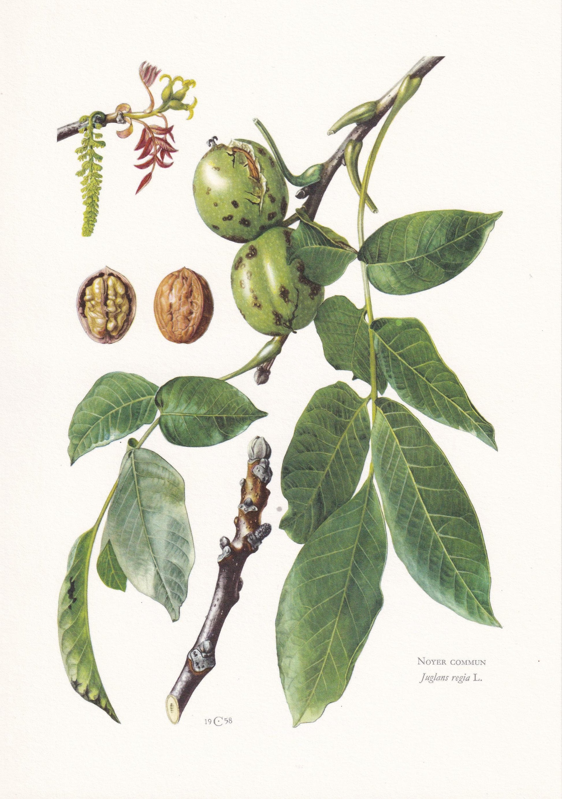 1960 ENGLISH WALNUT Print - Botanical Print - Tree Illustration - Tree Wall Art - Vintage Tree Print - 7.5 x 10.6 Inches