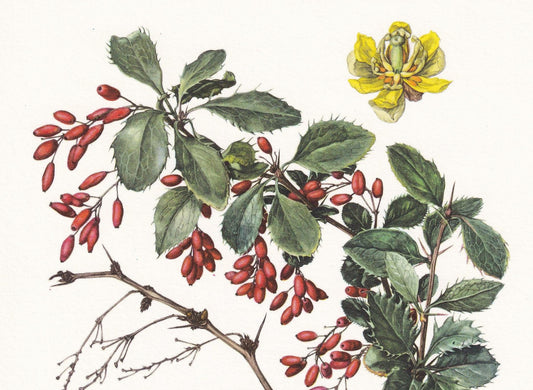 1960 BARBERRY Print - Botanical Print - Botanical Illustration - Plant Wall Art - Vintage Plant Print - 7.5 x 10.6 Inches