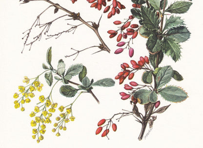 1960 BARBERRY Print - Botanical Print - Botanical Illustration - Plant Wall Art - Vintage Plant Print - 7.5 x 10.6 Inches
