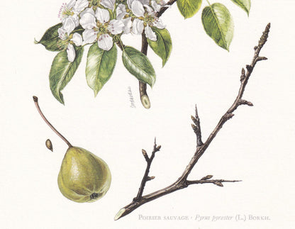 1960 WILD PEAR Print - Botanical Print - Botanical Illustration - Tree Wall Art - Vintage Tree Print - 7.5 x 10.6 Inches
