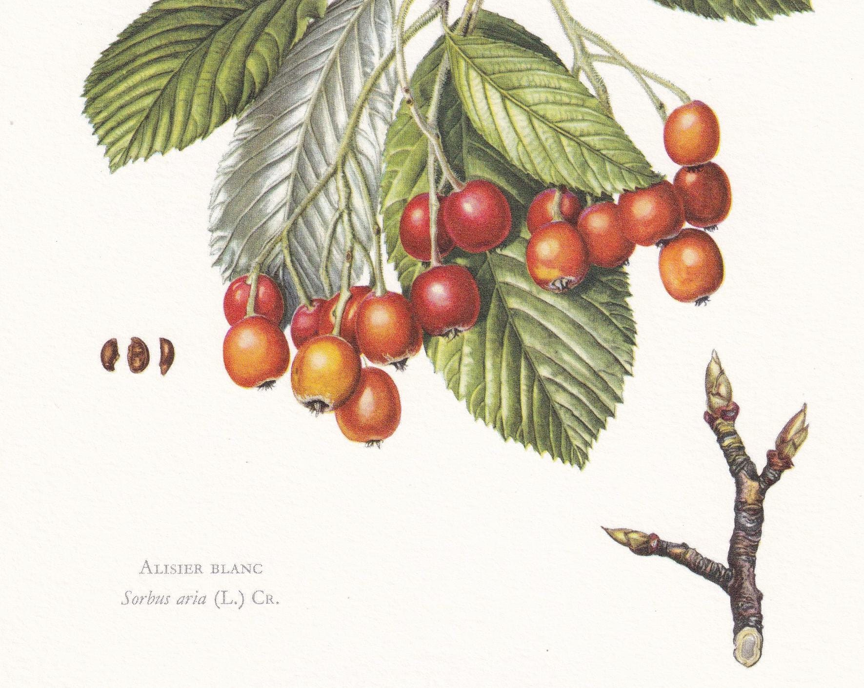 1960 WHITEBEAM TREE Print - Botanical Print - Botanical Illustration - Tree Wall Art - Vintage Tree Print - 7.5 x 10.6 Inches