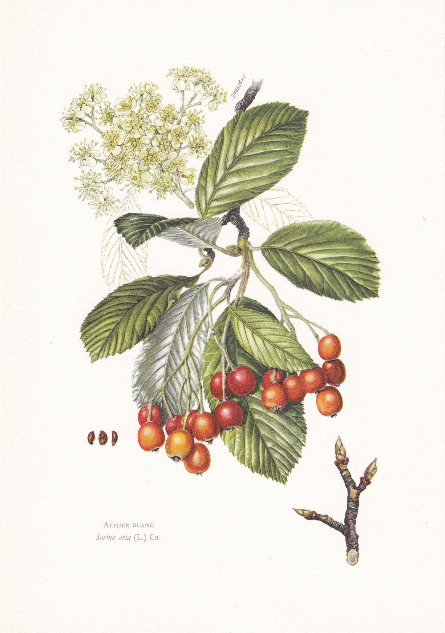 1960 WHITEBEAM TREE Print - Botanical Print - Botanical Illustration - Tree Wall Art - Vintage Tree Print - 7.5 x 10.6 Inches