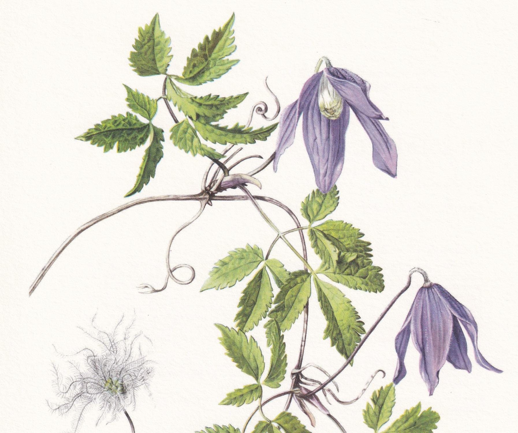 1960 ALPINE CLEMATIS Print - Botanical Print - Botanical Illustration - Plant Wall Art - Vintage Plant Print - 7.5 x 10.6 Inc