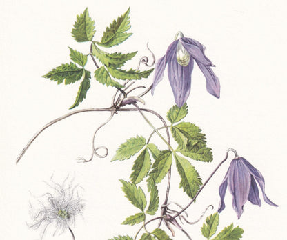 1960 ALPINE CLEMATIS Print - Botanical Print - Botanical Illustration - Plant Wall Art - Vintage Plant Print - 7.5 x 10.6 Inc