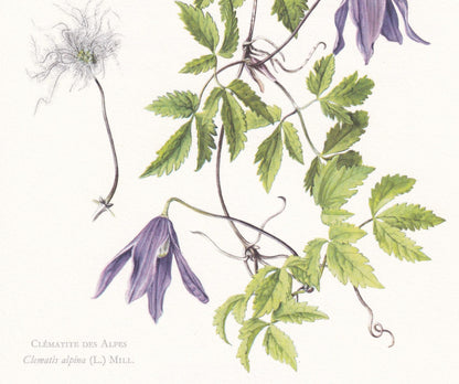 1960 ALPINE CLEMATIS Print - Botanical Print - Botanical Illustration - Plant Wall Art - Vintage Plant Print - 7.5 x 10.6 Inc