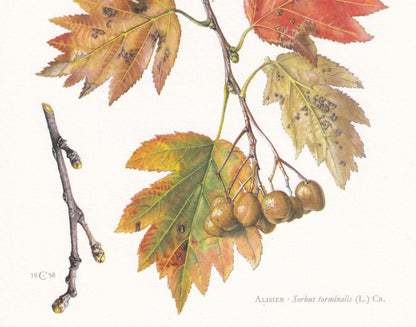 1960 WILD SERVICE TREE Print - Botanical Print - Botanical Illustration - Tree Wall Art - Vintage Tree Print - 7.5 x 10.6 Inc