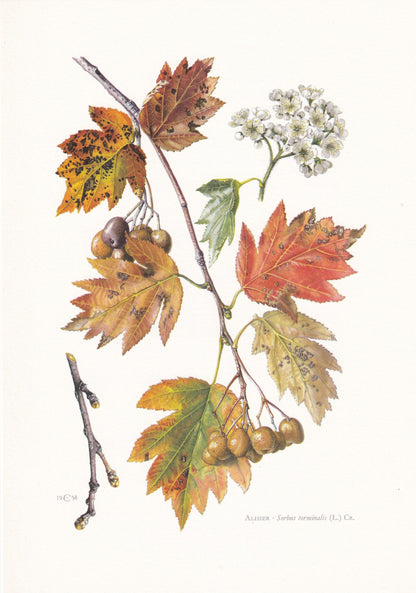 1960 WILD SERVICE TREE Print - Botanical Print - Botanical Illustration - Tree Wall Art - Vintage Tree Print - 7.5 x 10.6 Inc