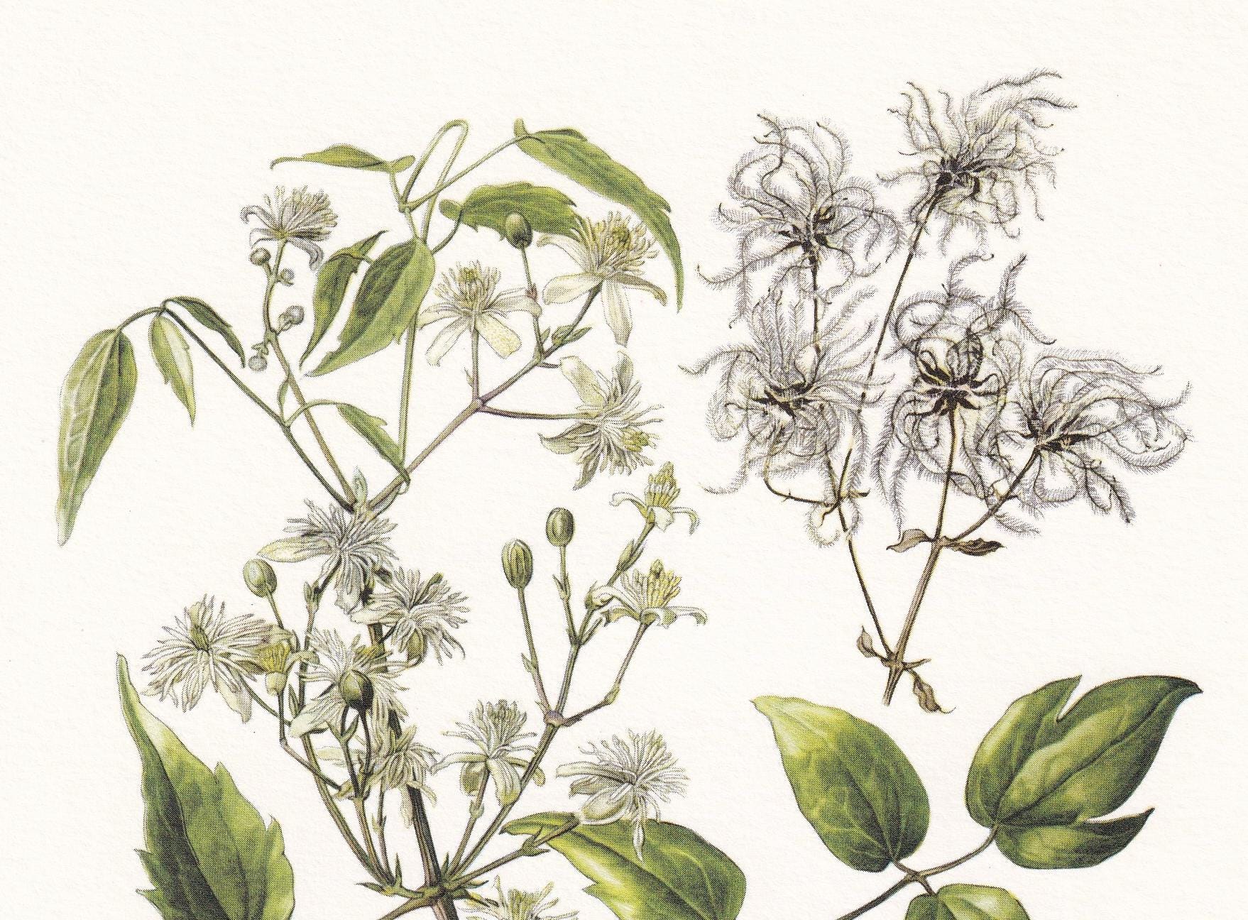 1960 CLEMATIS VITALBA Print - Botanical Print - Botanical Illustration - Plant Wall Art - Vintage Plant Print - 7.5 x 10.6 In