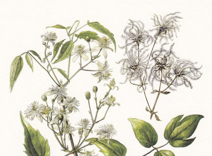1960 CLEMATIS VITALBA Print - Botanical Print - Botanical Illustration - Plant Wall Art - Vintage Plant Print - 7.5 x 10.6 In