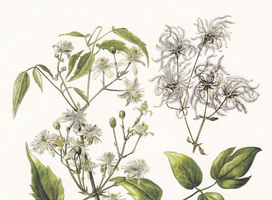 1960 CLEMATIS VITALBA Print - Botanical Print - Botanical Illustration - Plant Wall Art - Vintage Plant Print - 7.5 x 10.6 In
