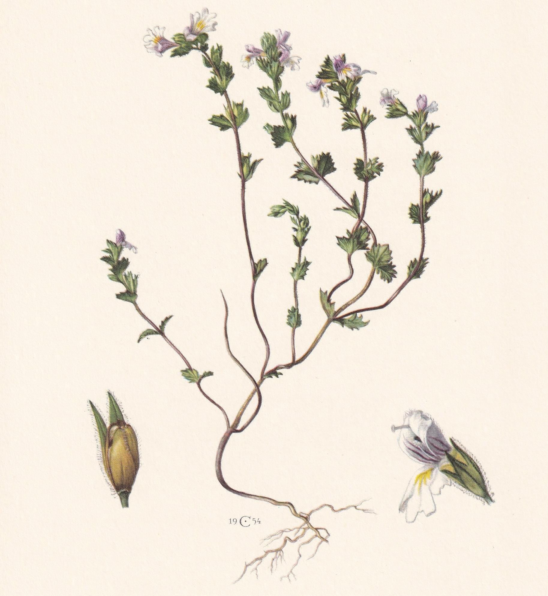 1960 EYEBRIGHT (EUPHRASIA) Print - Botanical Print - Flower Painting - Flower Wall Art - Vintage Plant Print - 7.5 x 10.6 Inc