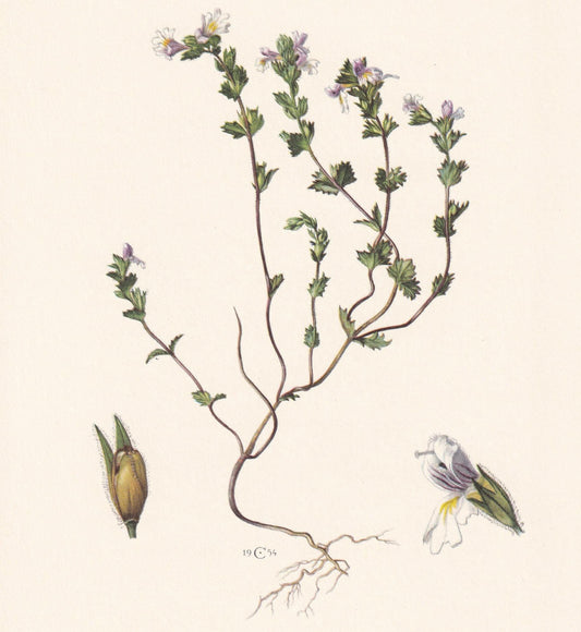 1960 EYEBRIGHT (EUPHRASIA) Print - Botanical Print - Flower Painting - Flower Wall Art - Vintage Plant Print - 7.5 x 10.6 Inc