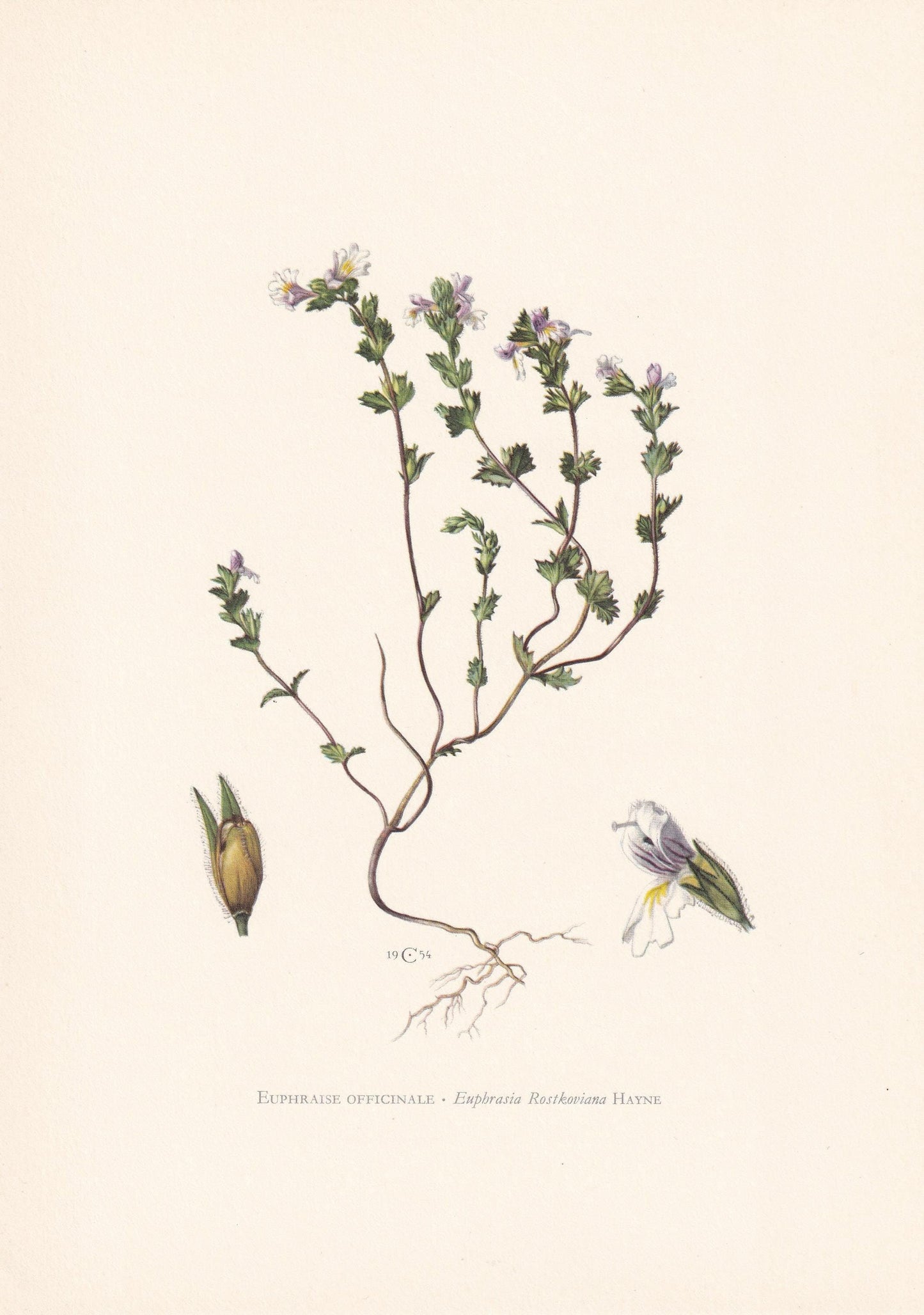 1960 EYEBRIGHT (EUPHRASIA) Print - Botanical Print - Flower Painting - Flower Wall Art - Vintage Plant Print - 7.5 x 10.6 Inc