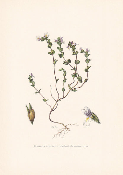 1960 EYEBRIGHT (EUPHRASIA) Print - Botanical Print - Flower Painting - Flower Wall Art - Vintage Plant Print - 7.5 x 10.6 Inc