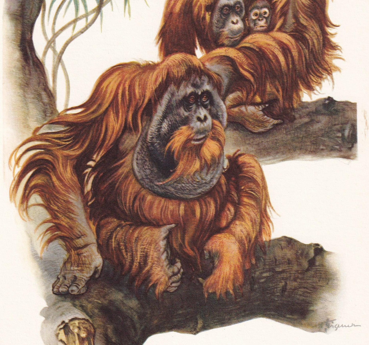 1960 ORANGUTAN Print - Vintage Animal Print - Animal Illustration - Animal Wall Art - Apes & Monkeys Print - 7.5 x 10.6 Inche