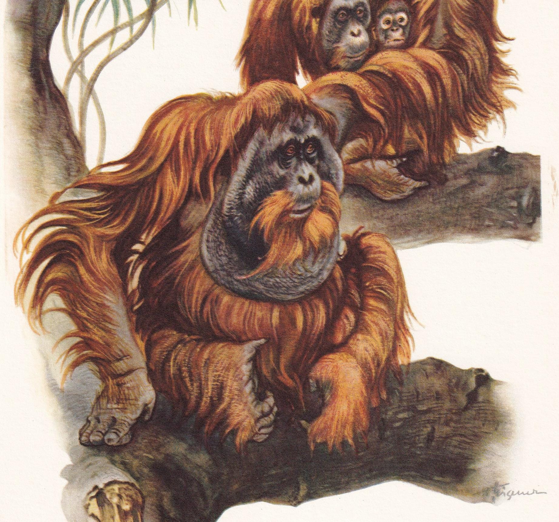 1960 ORANGUTAN Print - Vintage Animal Print - Animal Illustration - Animal Wall Art - Apes & Monkeys Print - 7.5 x 10.6 Inche