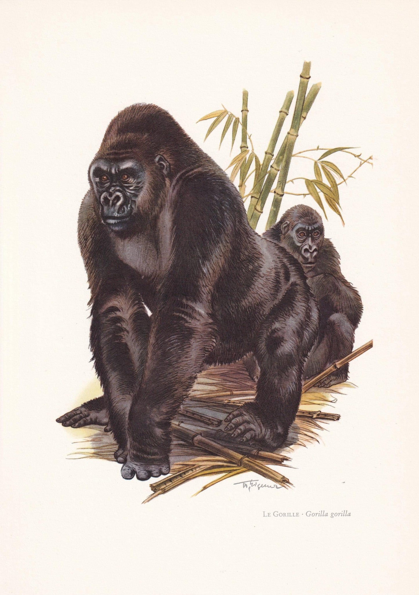 1960 WESTERN GORILLA Print - Vintage Animal Print - Animal Illustration - Animal Wall Art - Apes & Monkeys Print - 7.5 x 10.6