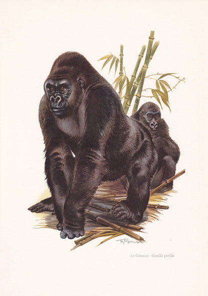 1960 WESTERN GORILLA Print - Vintage Animal Print - Animal Illustration - Animal Wall Art - Apes & Monkeys Print - 7.5 x 10.6