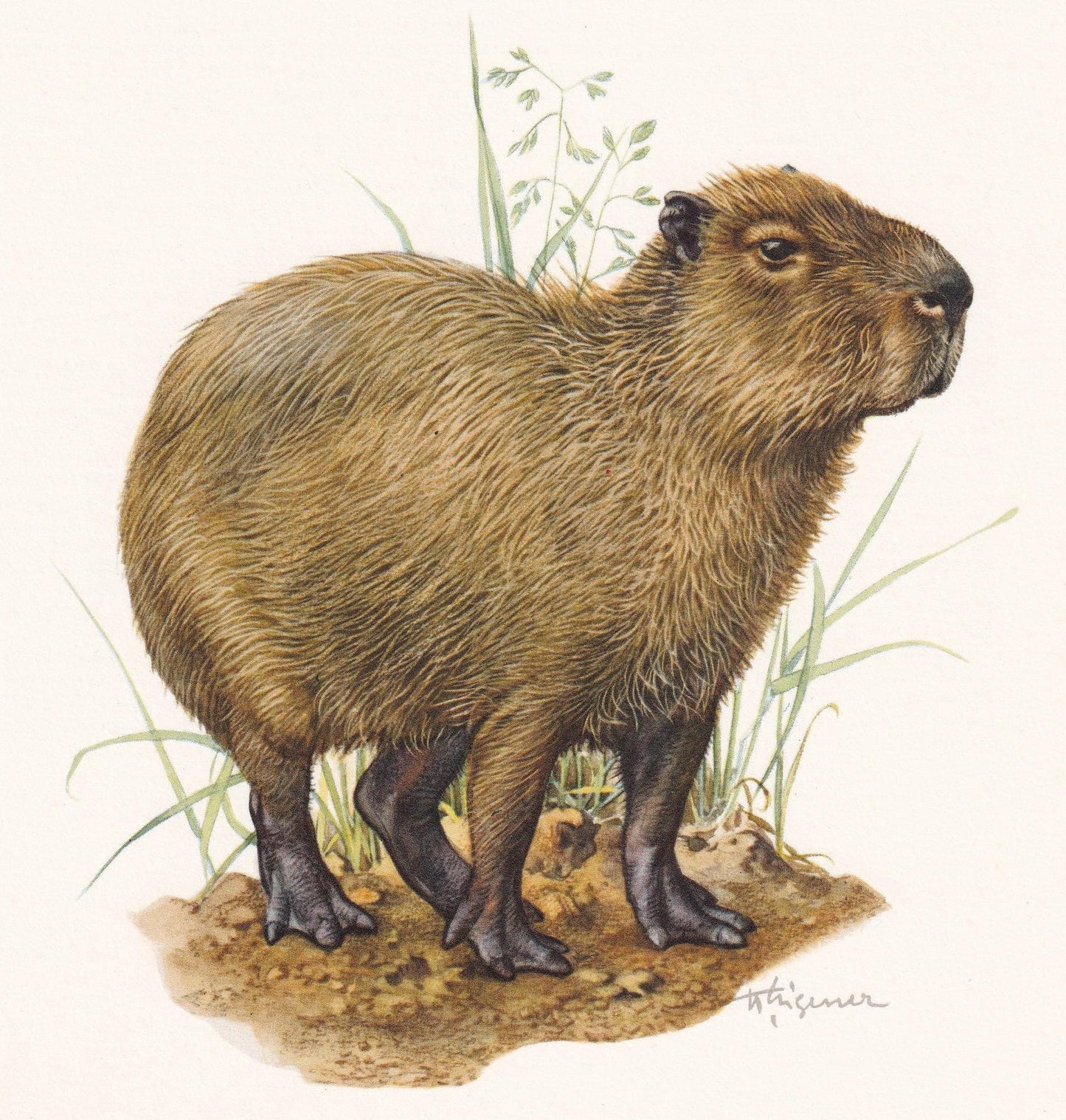 1960 CAPYBARA Print - Vintage Animal Print - Animal Illustration - Animal Wall Art - Vintage Mammal Print - 7.5 x 10.6 Inches