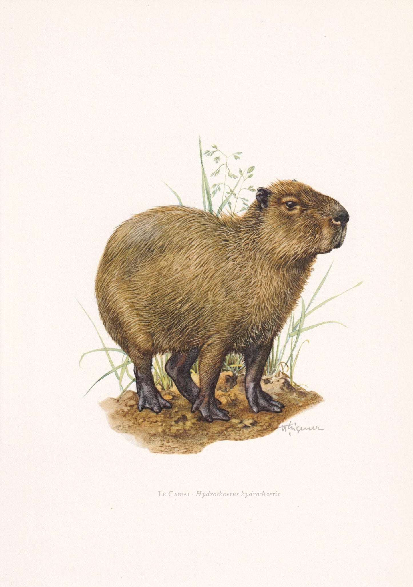 1960 CAPYBARA Print - Vintage Animal Print - Animal Illustration - Animal Wall Art - Vintage Mammal Print - 7.5 x 10.6 Inches
