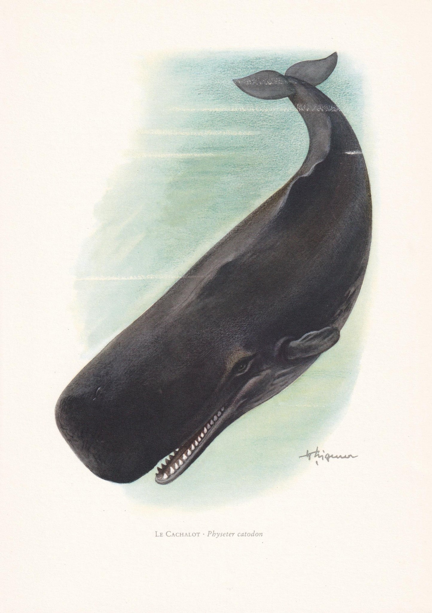 1960 SPERM WHALE Print - Vintage Animal Print - Animal Illustration - Animal Wall Art - Vintage Mammal Print - 7.5 x 10.6 Inches