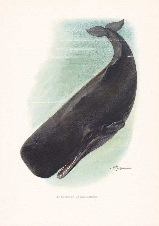 1960 SPERM WHALE Print - Vintage Animal Print - Animal Illustration - Animal Wall Art - Vintage Mammal Print - 7.5 x 10.6 Inches