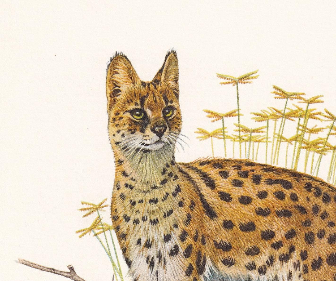 1960 SERVAL Print - Vintage Animal Print - Animal Illustration - Animal Wall Art - Vintage Big Cat Print - 7.5 x 10.6 Inches