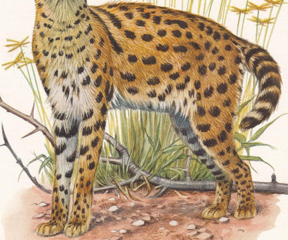 1960 SERVAL Print - Vintage Animal Print - Animal Illustration - Animal Wall Art - Vintage Big Cat Print - 7.5 x 10.6 Inches
