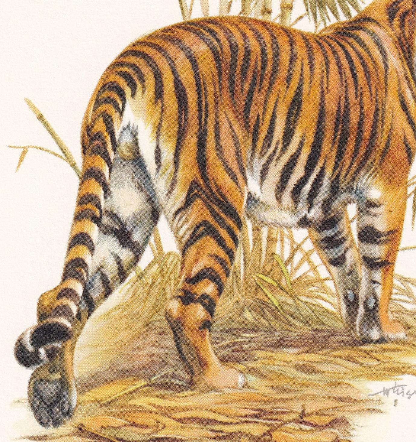 1960 TIGER Print - Vintage Animal Print - Animal Illustration - Animal Wall Art - Vintage Big Cat Print - 7.5 x 10.6 Inches