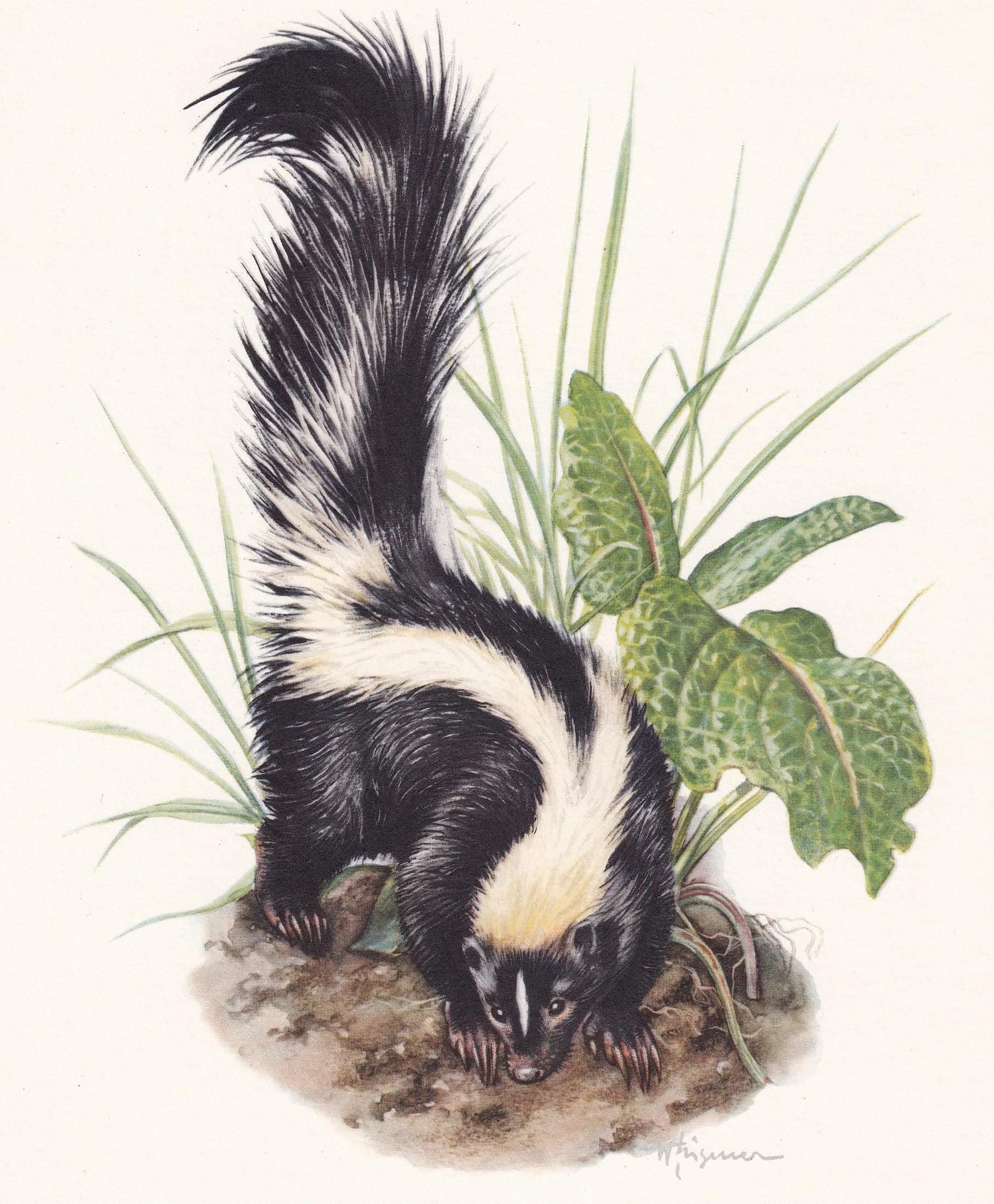 1960 STRIPED SKUNK Print - Vintage Animal Print - Animal Illustration - Animal Wall Art - Vintage Mammal Print - 7.5 x 10.6 I