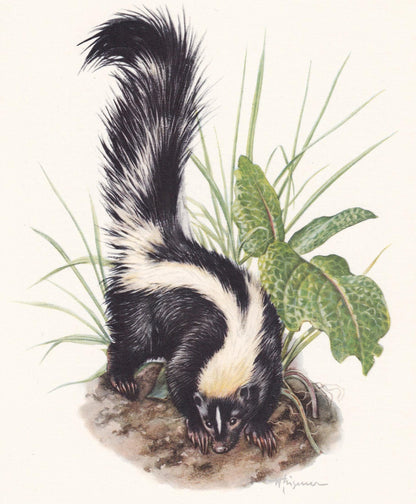1960 STRIPED SKUNK Print - Vintage Animal Print - Animal Illustration - Animal Wall Art - Vintage Mammal Print - 7.5 x 10.6 I