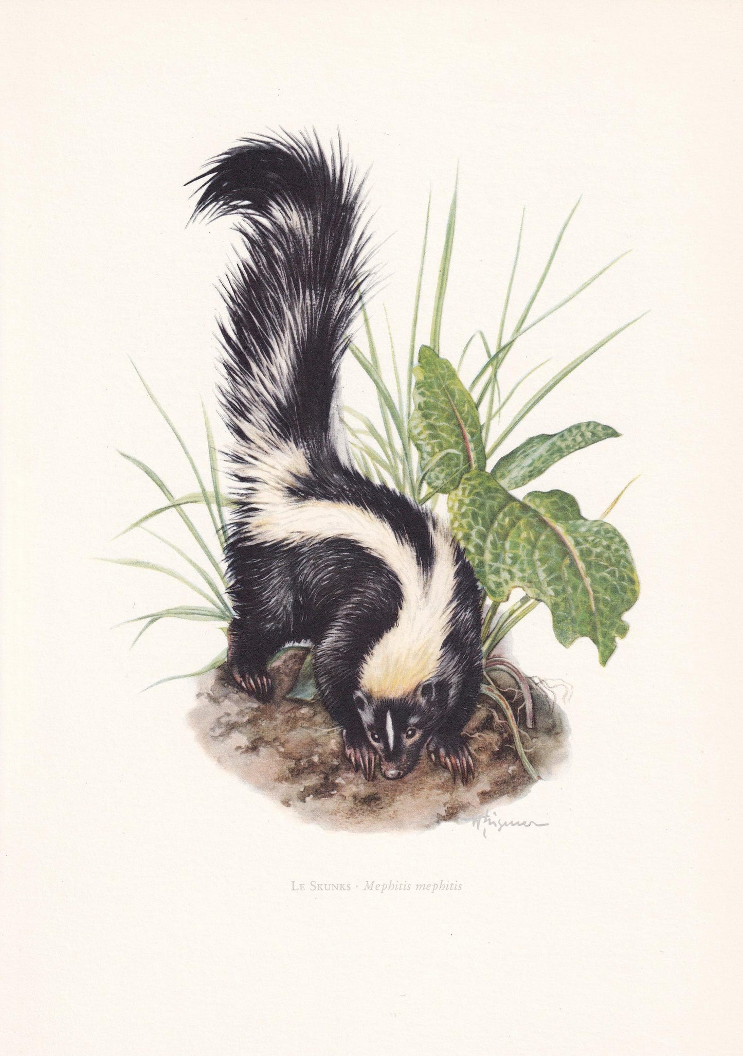 1960 STRIPED SKUNK Print - Vintage Animal Print - Animal Illustration - Animal Wall Art - Vintage Mammal Print - 7.5 x 10.6 I