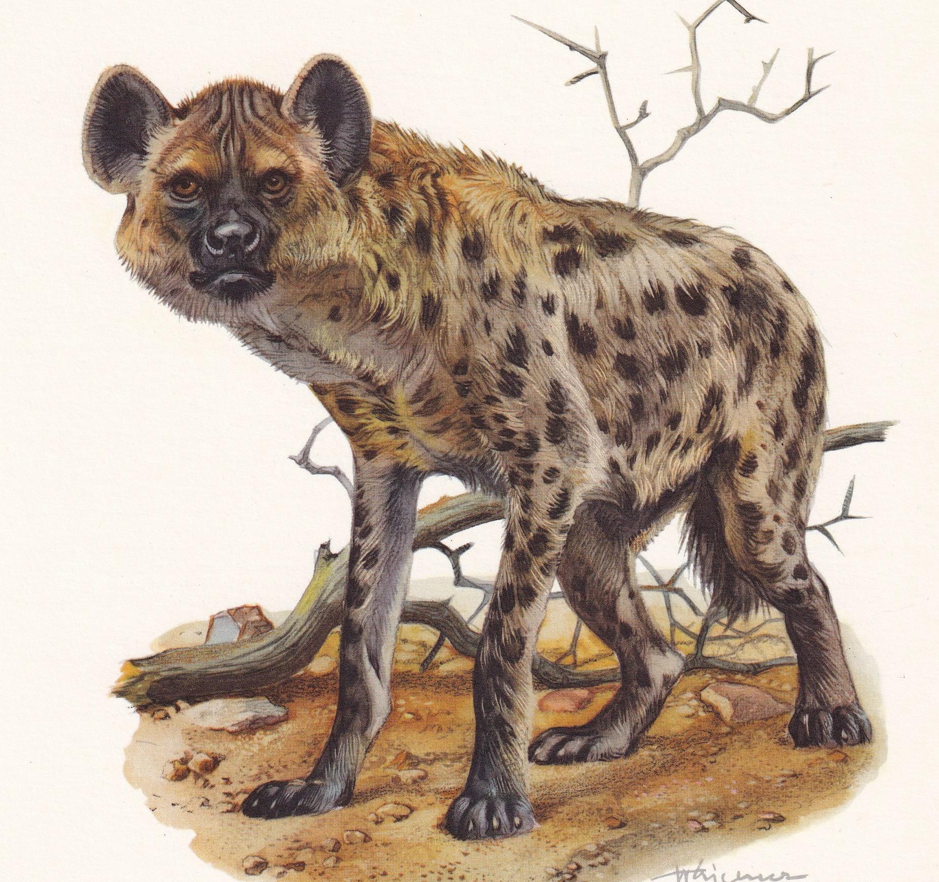 1960 SPOTTED HYENA Print - Vintage Animal Print - Animal Illustration - Animal Wall Art - Vintage Mammal Print - 7.5 x 10.6 I