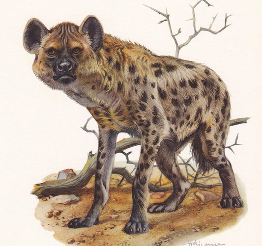 1960 SPOTTED HYENA Print - Vintage Animal Print - Animal Illustration - Animal Wall Art - Vintage Mammal Print - 7.5 x 10.6 I