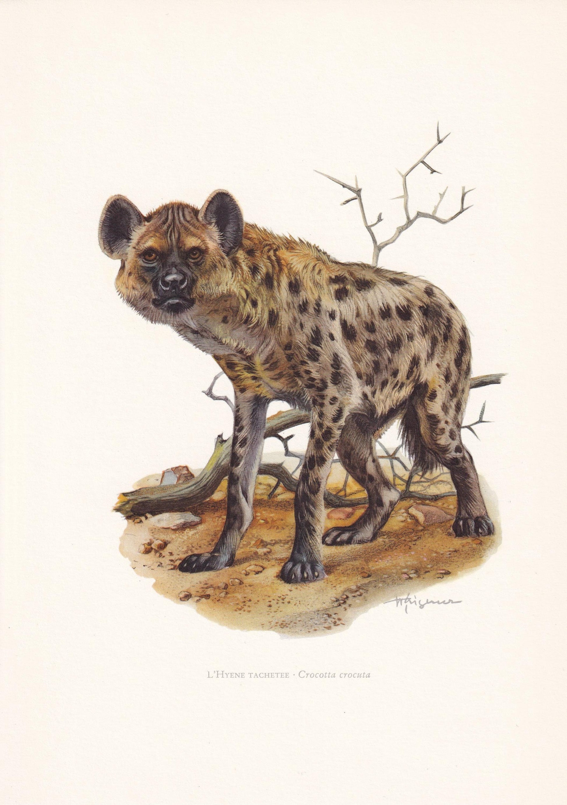1960 SPOTTED HYENA Print - Vintage Animal Print - Animal Illustration - Animal Wall Art - Vintage Mammal Print - 7.5 x 10.6 I