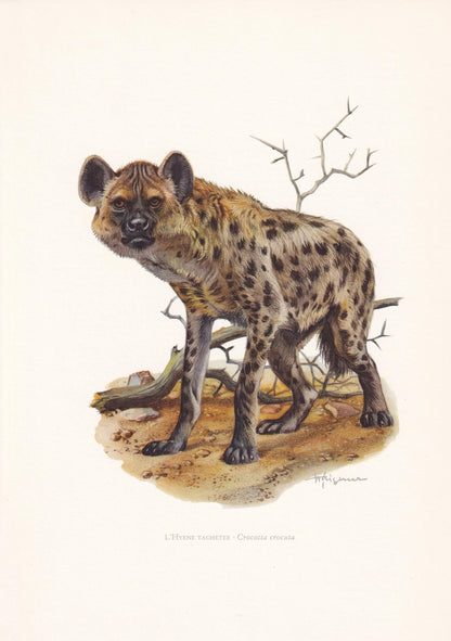 1960 SPOTTED HYENA Print - Vintage Animal Print - Animal Illustration - Animal Wall Art - Vintage Mammal Print - 7.5 x 10.6 I