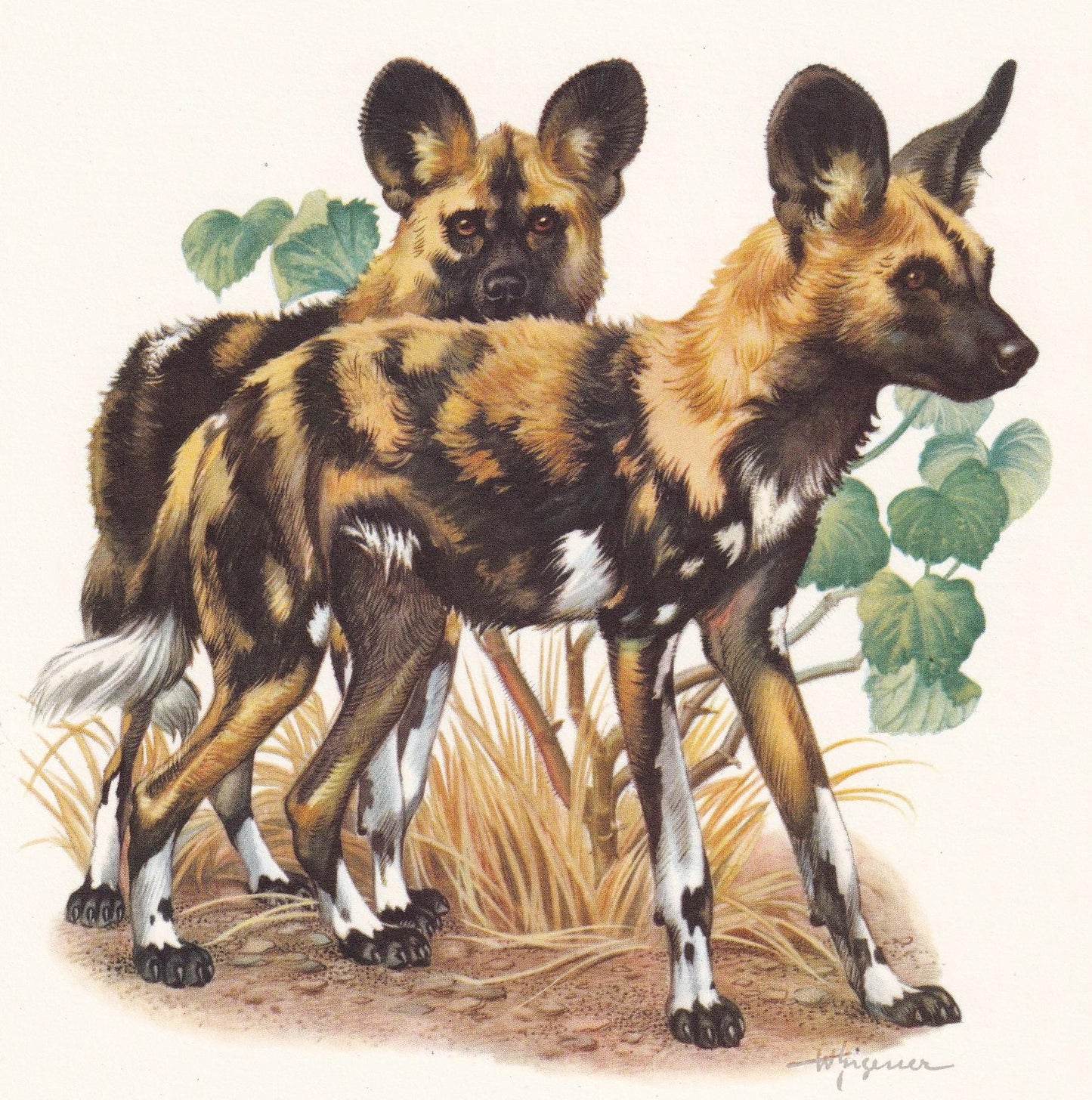 1960 AFRICAN WILD DOG Print - Vintage Animal Print - Animal Illustration - Animal Wall Art - Vintage Mammal Print - 7.5 x 10.