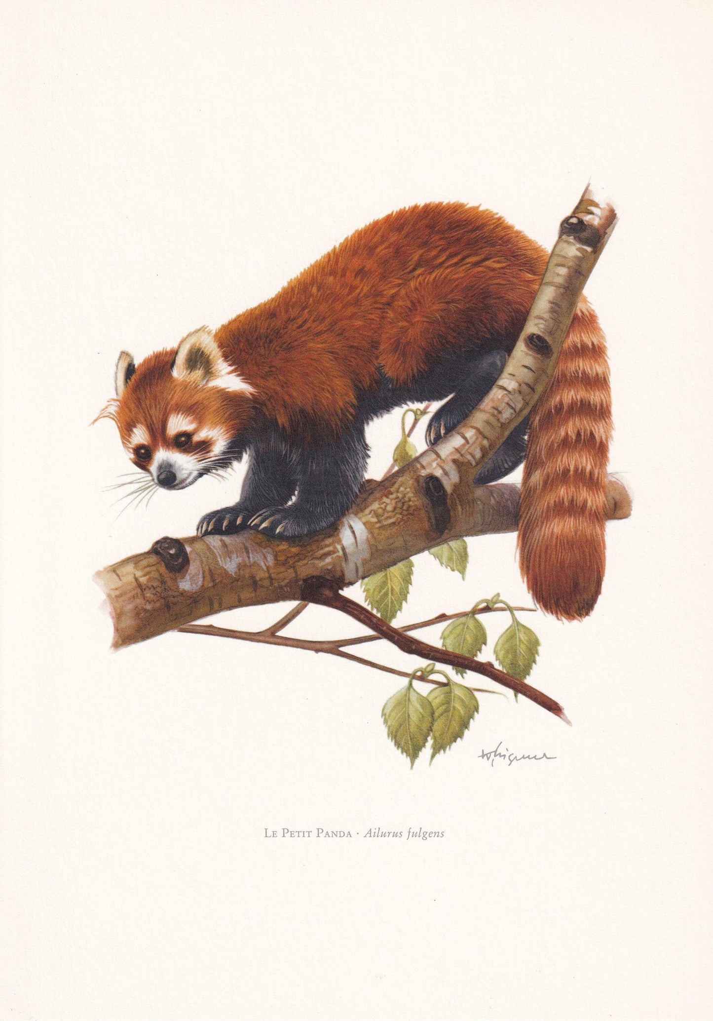 1960 RED PANDA Print - Vintage Animal Print - Animal Illustration - Animal Wall Art - Vintage Mammal Print - 7.5 x 10.6 Inche