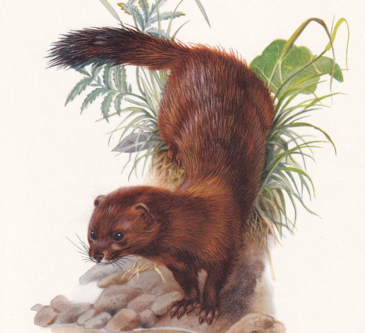 1960 EUROPEAN MINK Print - Vintage Animal Print - Animal Illustration - Animal Wall Art - Vintage Mammal Print - 7.5 x 10.6 I