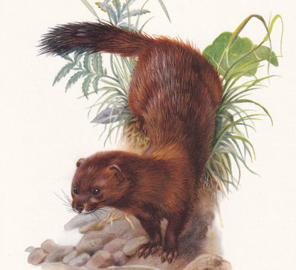 1960 EUROPEAN MINK Print - Vintage Animal Print - Animal Illustration - Animal Wall Art - Vintage Mammal Print - 7.5 x 10.6 I