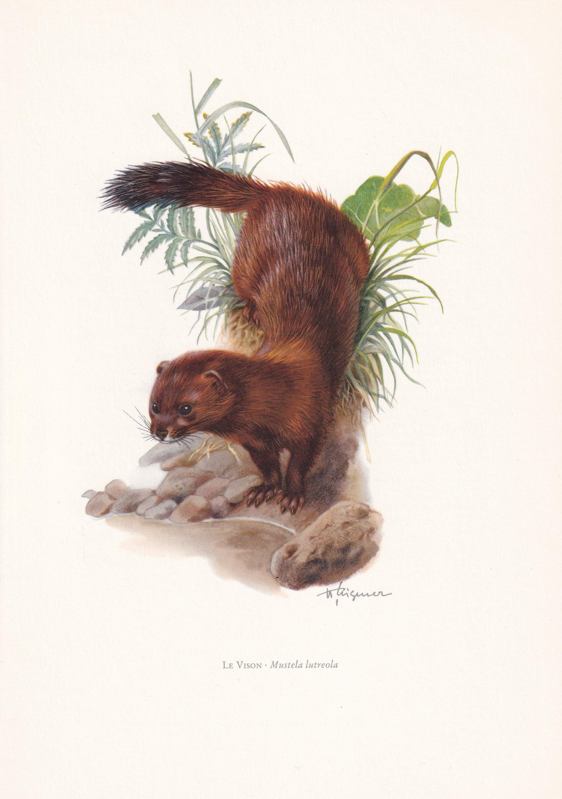 1960 EUROPEAN MINK Print - Vintage Animal Print - Animal Illustration - Animal Wall Art - Vintage Mammal Print - 7.5 x 10.6 I