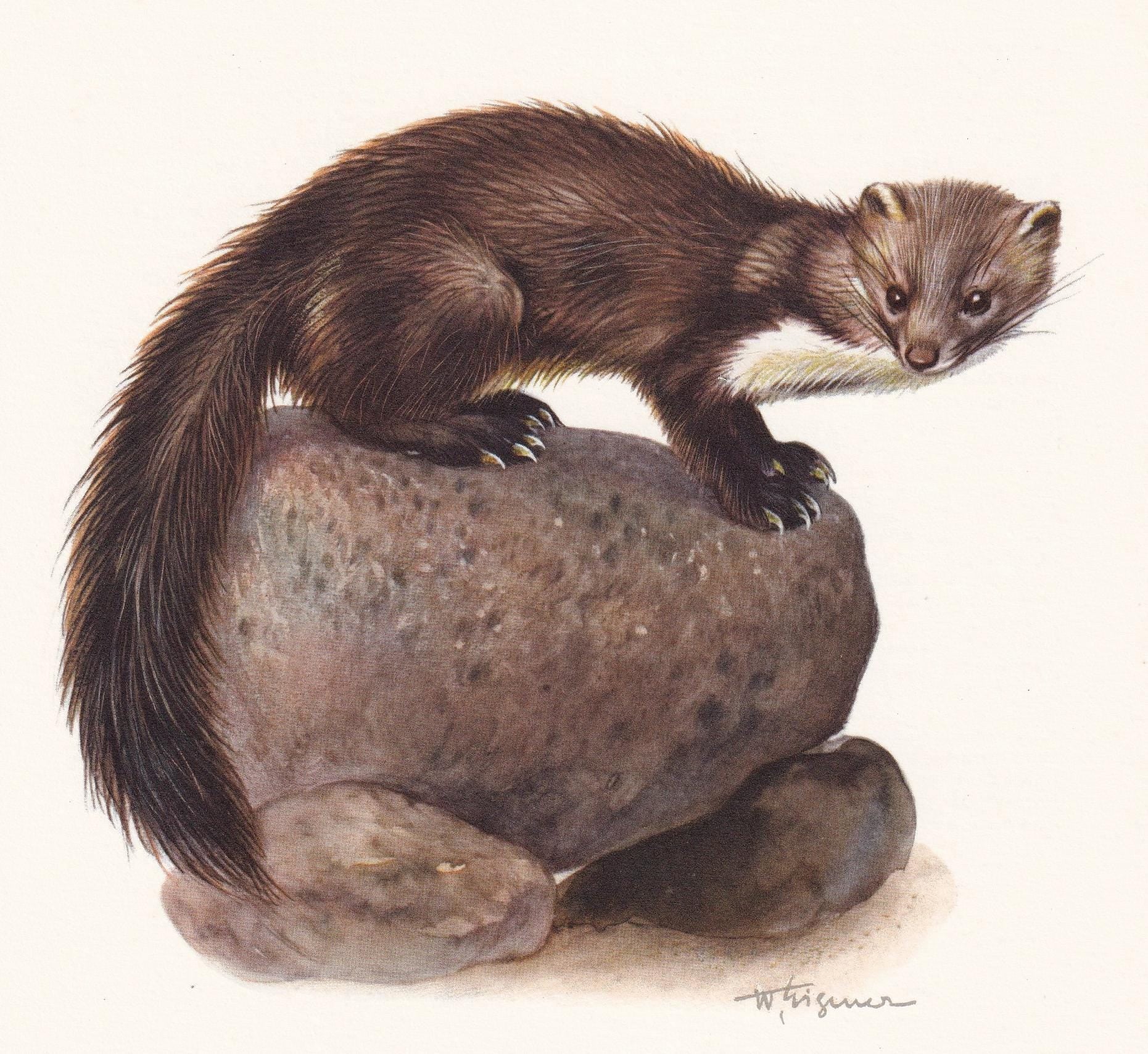 1960 BEECH MARTEN Print - Vintage Animal Print - Animal Illustration - Animal Wall Art - Vintage Mammal Print - 7.5 x 10.6 In