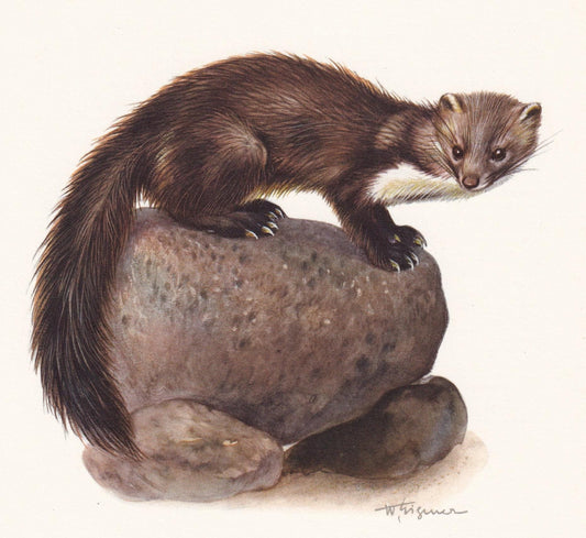 1960 BEECH MARTEN Print - Vintage Animal Print - Animal Illustration - Animal Wall Art - Vintage Mammal Print - 7.5 x 10.6 In