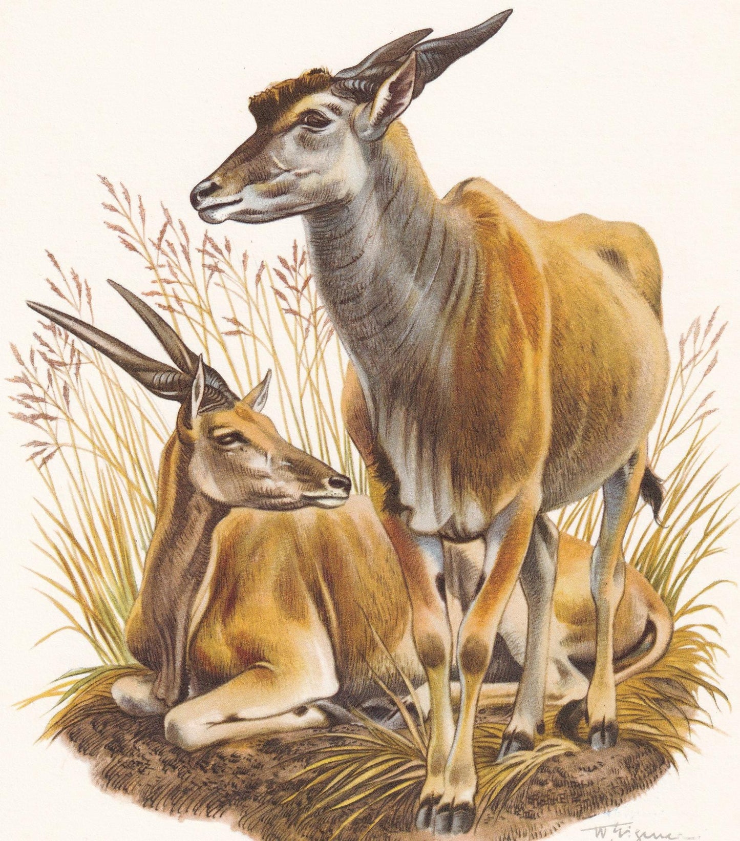 1960 COMMON ELAND Print - Vintage Animal Print - Animal Illustration - Animal Wall Art - Vintage Mammal Print - 7.5 x 10.6 In